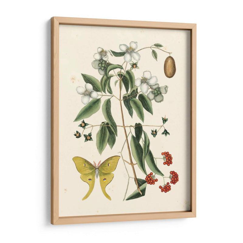 Catesby Butterfly Y Botanical Iii - Mark Catesby | Cuadro decorativo de Canvas Lab