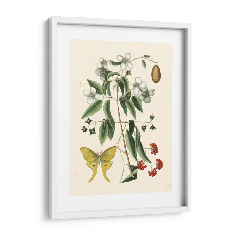 Catesby Butterfly Y Botanical Iii - Mark Catesby | Cuadro decorativo de Canvas Lab