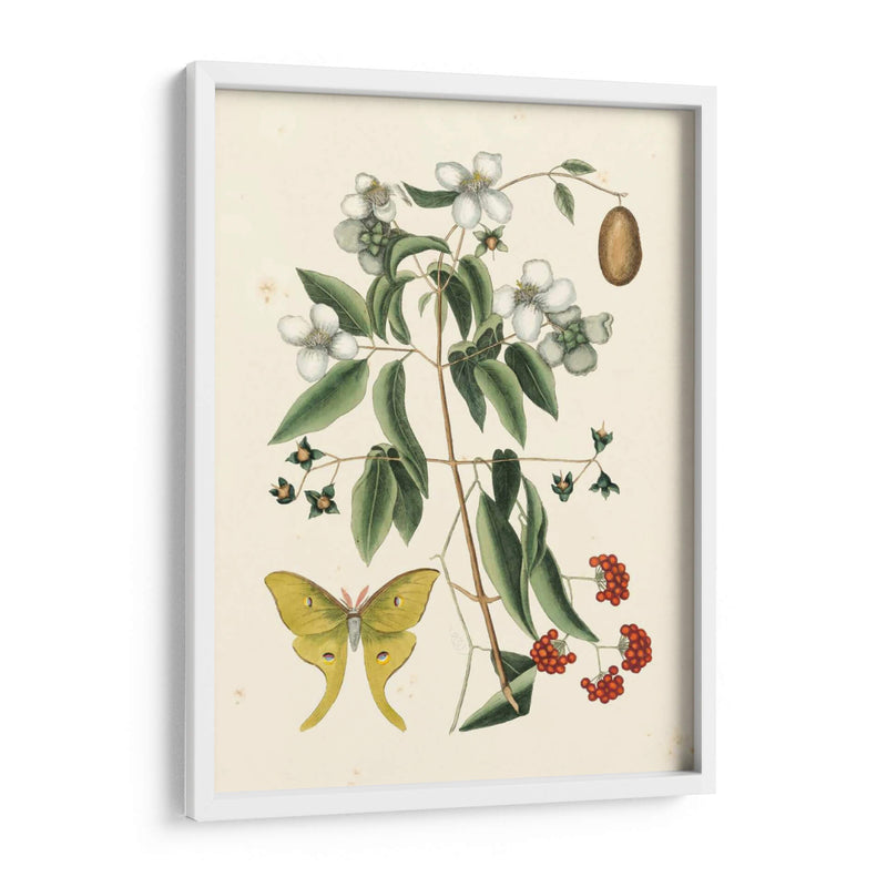 Catesby Butterfly Y Botanical Iii - Mark Catesby | Cuadro decorativo de Canvas Lab