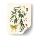 Catesby Butterfly Y Botanical Iii - Mark Catesby | Cuadro decorativo de Canvas Lab