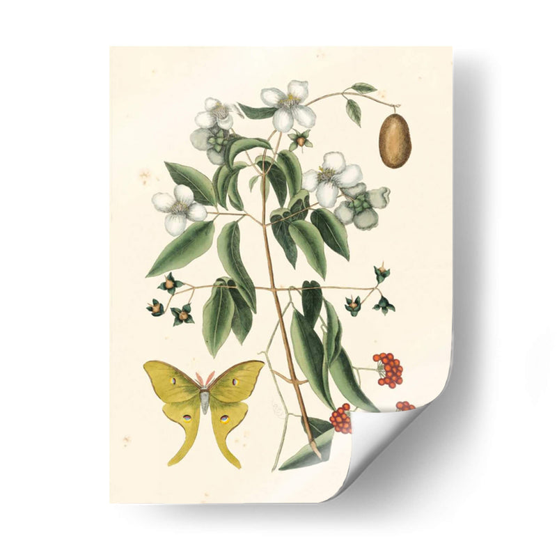 Catesby Butterfly Y Botanical Iii - Mark Catesby | Cuadro decorativo de Canvas Lab