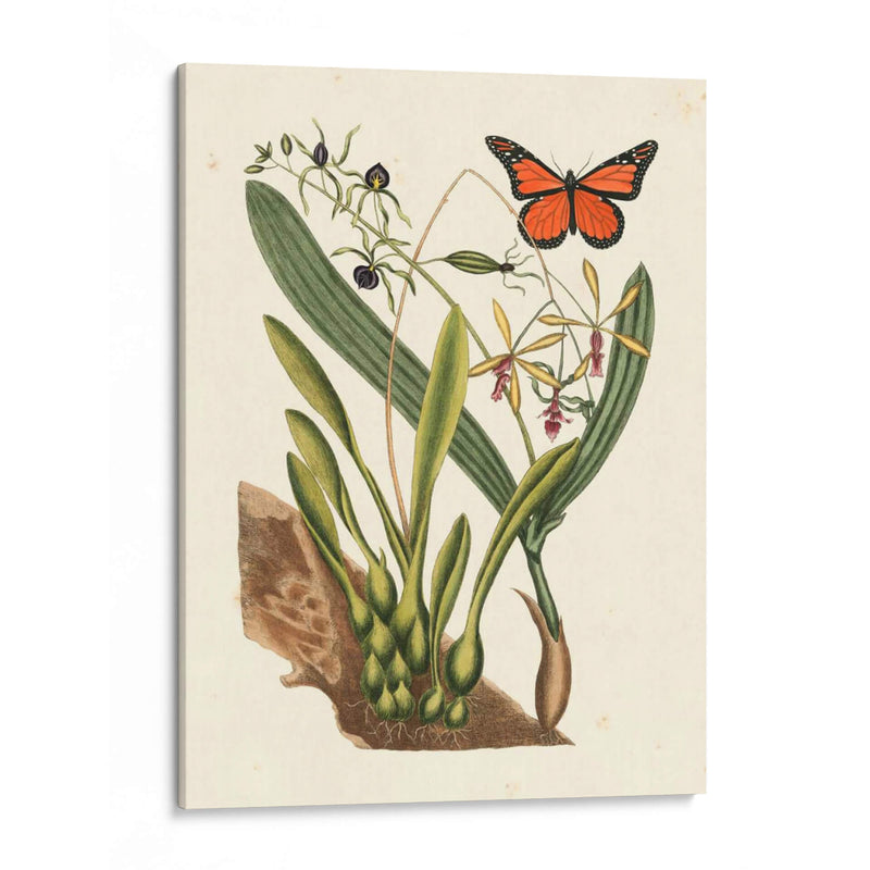 Catesby Butterfly Y Botanical Iv - Mark Catesby | Cuadro decorativo de Canvas Lab