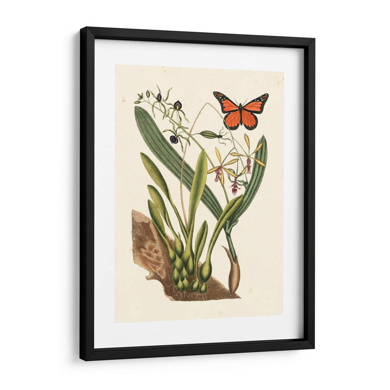 Catesby Butterfly Y Botanical Iv - Mark Catesby | Cuadro decorativo de Canvas Lab