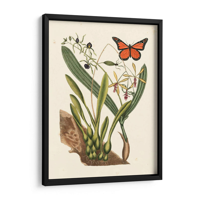 Catesby Butterfly Y Botanical Iv - Mark Catesby | Cuadro decorativo de Canvas Lab