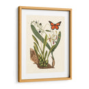 Catesby Butterfly Y Botanical Iv - Mark Catesby | Cuadro decorativo de Canvas Lab