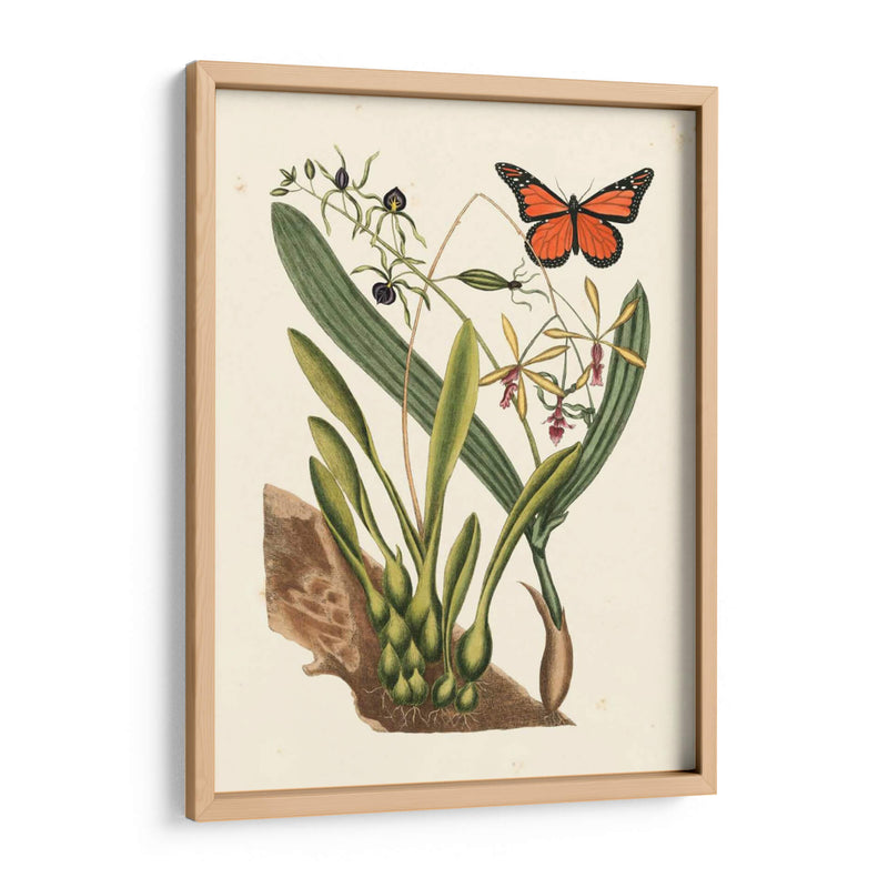 Catesby Butterfly Y Botanical Iv - Mark Catesby | Cuadro decorativo de Canvas Lab