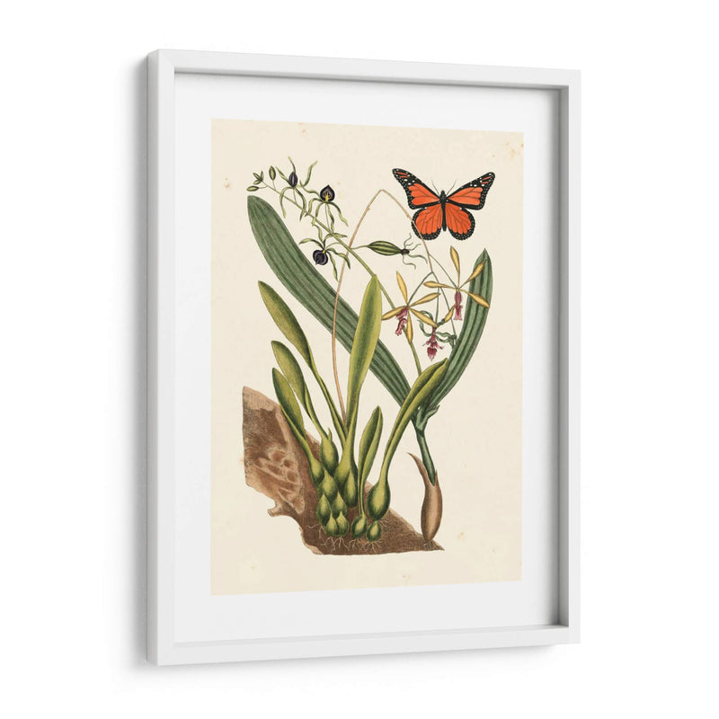 Catesby Butterfly Y Botanical Iv - Mark Catesby | Cuadro decorativo de Canvas Lab