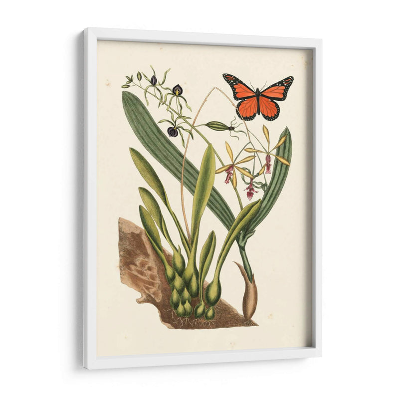 Catesby Butterfly Y Botanical Iv - Mark Catesby | Cuadro decorativo de Canvas Lab