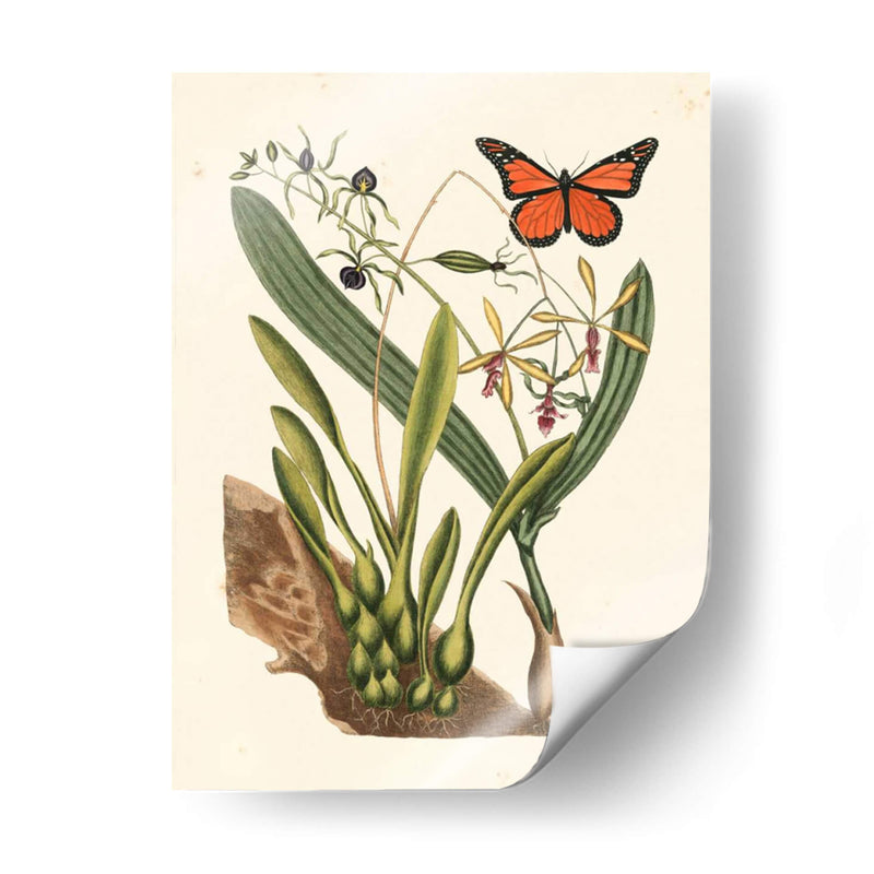 Catesby Butterfly Y Botanical Iv - Mark Catesby | Cuadro decorativo de Canvas Lab