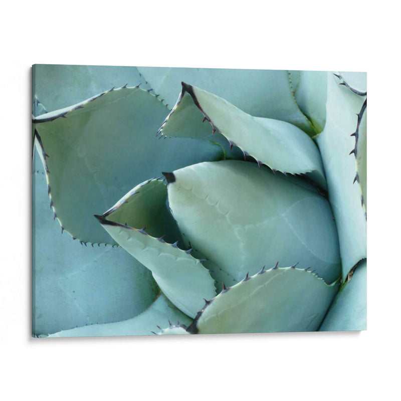 Detalle De Agave I - Alison Jerry | Cuadro decorativo de Canvas Lab