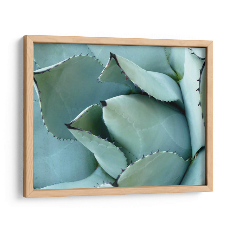 Detalle De Agave I - Alison Jerry | Cuadro decorativo de Canvas Lab