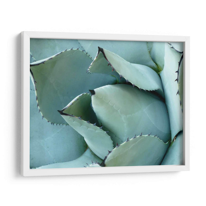 Detalle De Agave I - Alison Jerry | Cuadro decorativo de Canvas Lab