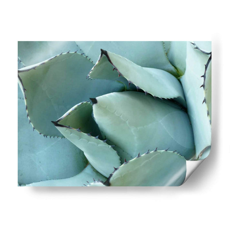 Detalle De Agave I - Alison Jerry | Cuadro decorativo de Canvas Lab