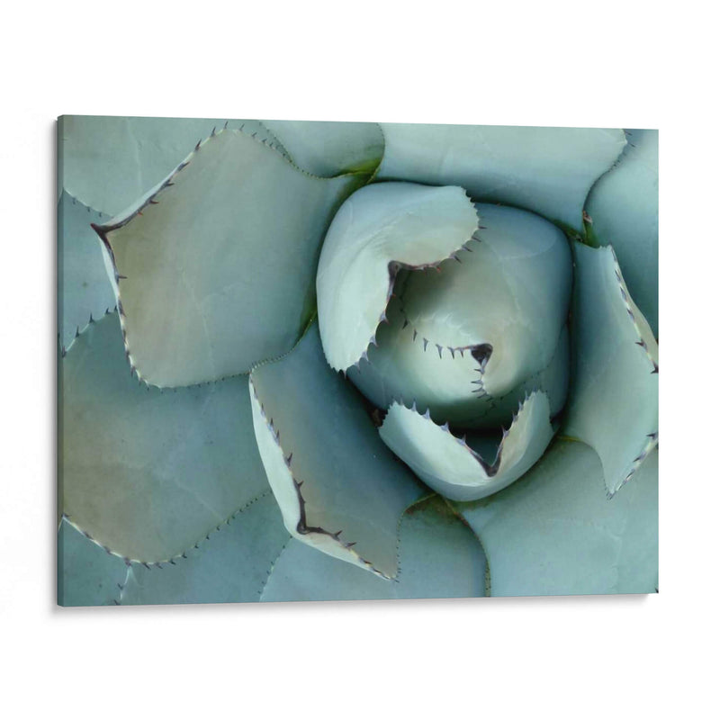 Detalle De Agave Ii - Alison Jerry | Cuadro decorativo de Canvas Lab