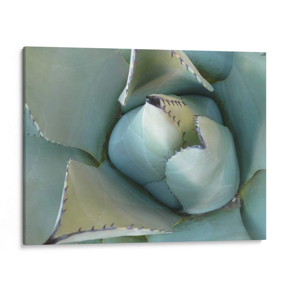 Detalle De Agave Iii - Alison Jerry | Cuadro decorativo de Canvas Lab