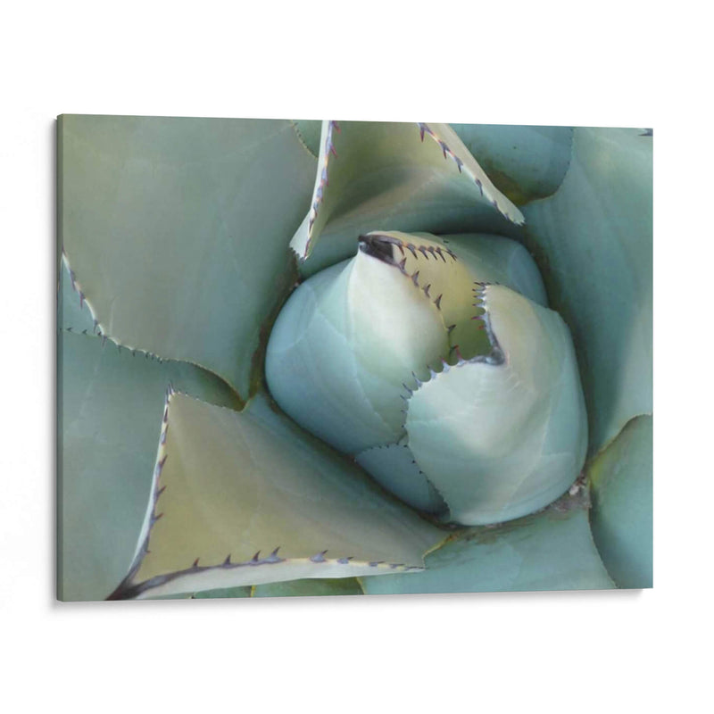 Detalle De Agave Iii - Alison Jerry | Cuadro decorativo de Canvas Lab