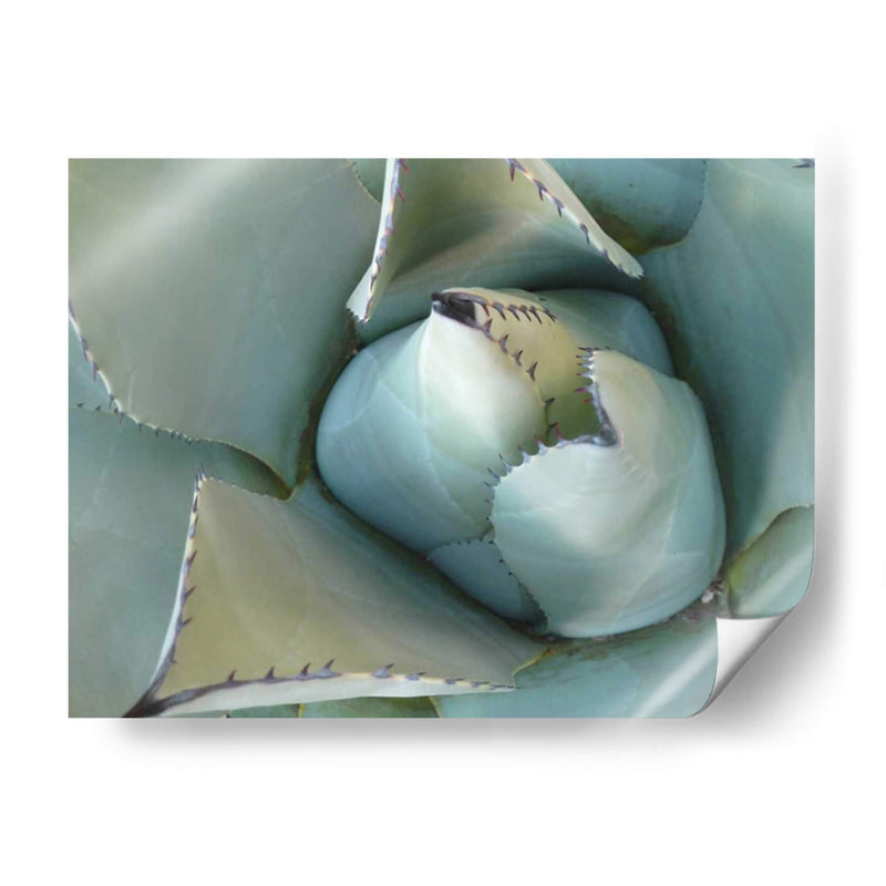 Detalle De Agave Iii - Alison Jerry | Cuadro decorativo de Canvas Lab