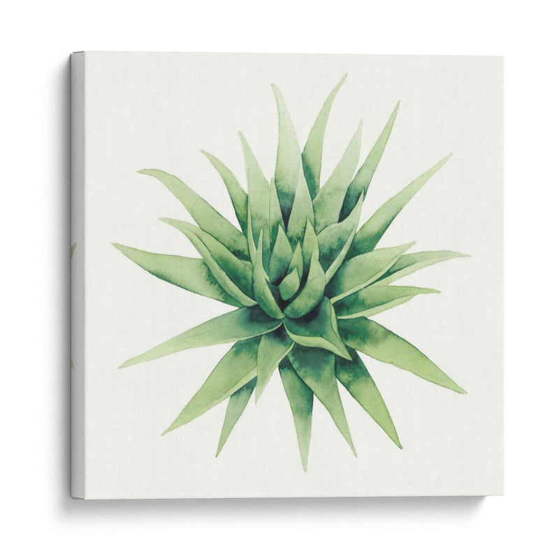 Planta Tropical Iii - Grace Popp | Cuadro decorativo de Canvas Lab