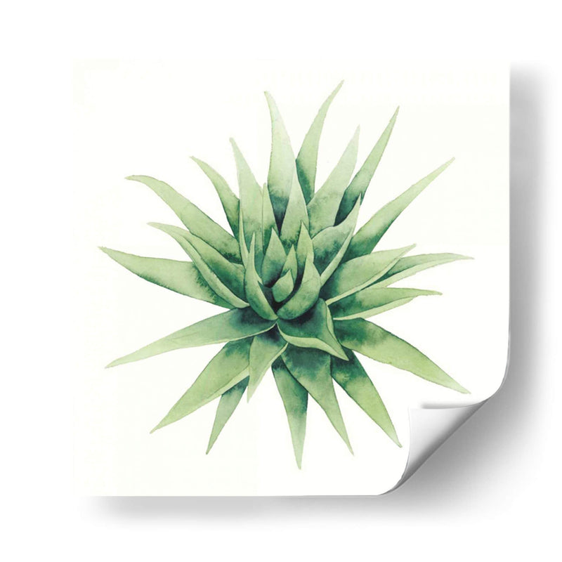 Planta Tropical Iii - Grace Popp | Cuadro decorativo de Canvas Lab