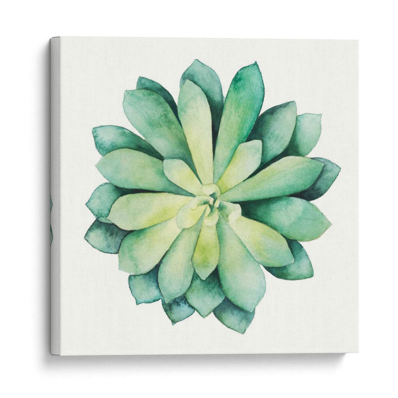 Planta Tropical Vi - Grace Popp | Cuadro decorativo de Canvas Lab