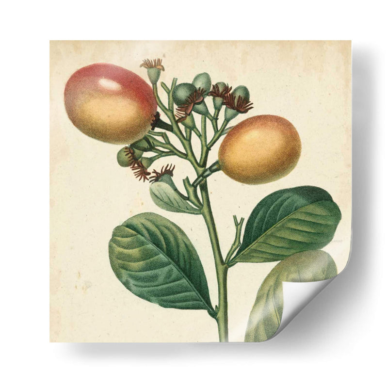 Bounty Garden I - Vision Studio | Cuadro decorativo de Canvas Lab