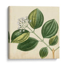 Garden Bounty Vii - Vision Studio | Cuadro decorativo de Canvas Lab