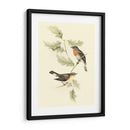 Goulds Red-Breasted Fly-Catcher - John Gould | Cuadro decorativo de Canvas Lab