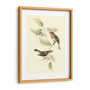 Goulds Red-Breasted Fly-Catcher - John Gould | Cuadro decorativo de Canvas Lab