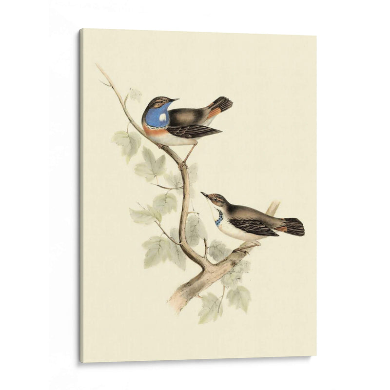 Goulds Curruca De Garganta Azul - John Gould | Cuadro decorativo de Canvas Lab