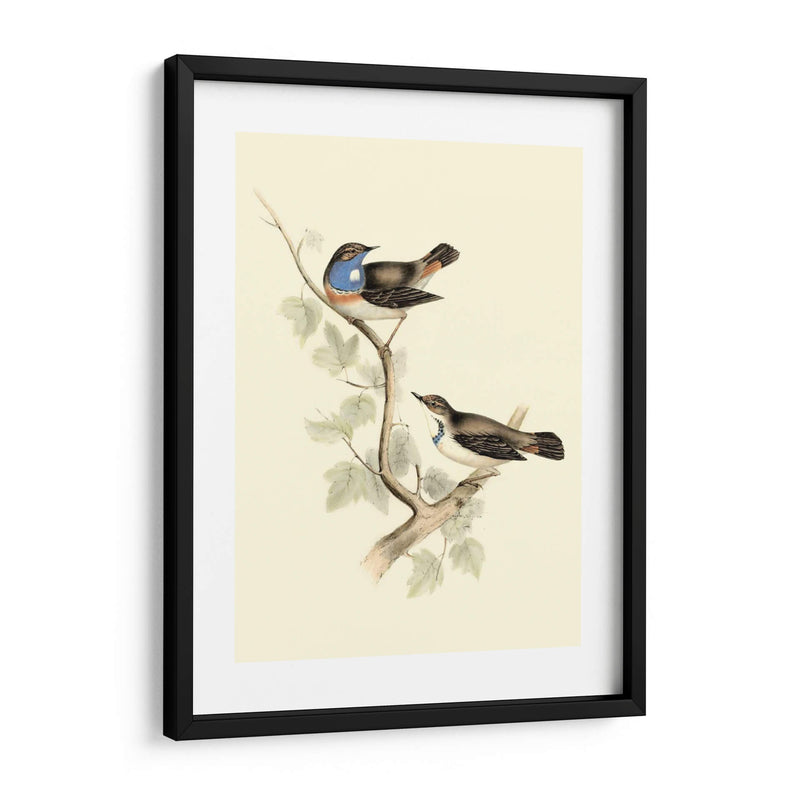 Goulds Curruca De Garganta Azul - John Gould | Cuadro decorativo de Canvas Lab