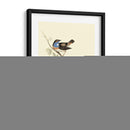 Goulds Curruca De Garganta Azul - John Gould | Cuadro decorativo de Canvas Lab
