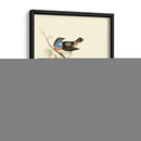 Goulds Curruca De Garganta Azul - John Gould | Cuadro decorativo de Canvas Lab
