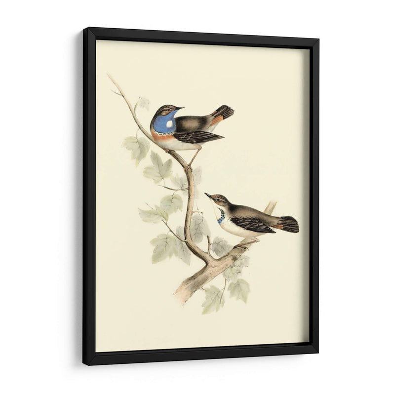 Goulds Curruca De Garganta Azul - John Gould | Cuadro decorativo de Canvas Lab