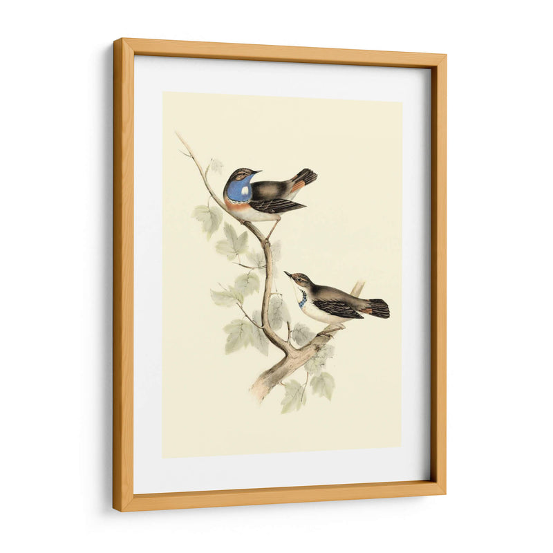 Goulds Curruca De Garganta Azul - John Gould | Cuadro decorativo de Canvas Lab