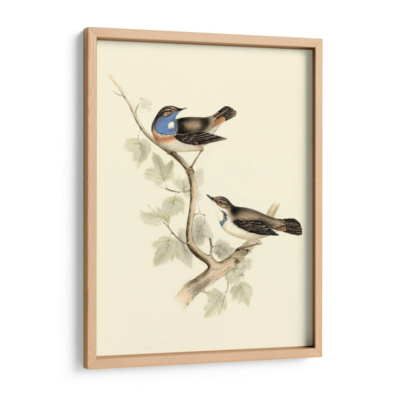 Goulds Curruca De Garganta Azul - John Gould | Cuadro decorativo de Canvas Lab