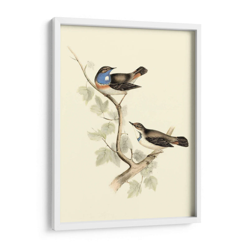 Goulds Curruca De Garganta Azul - John Gould | Cuadro decorativo de Canvas Lab