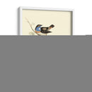 Goulds Curruca De Garganta Azul - John Gould | Cuadro decorativo de Canvas Lab