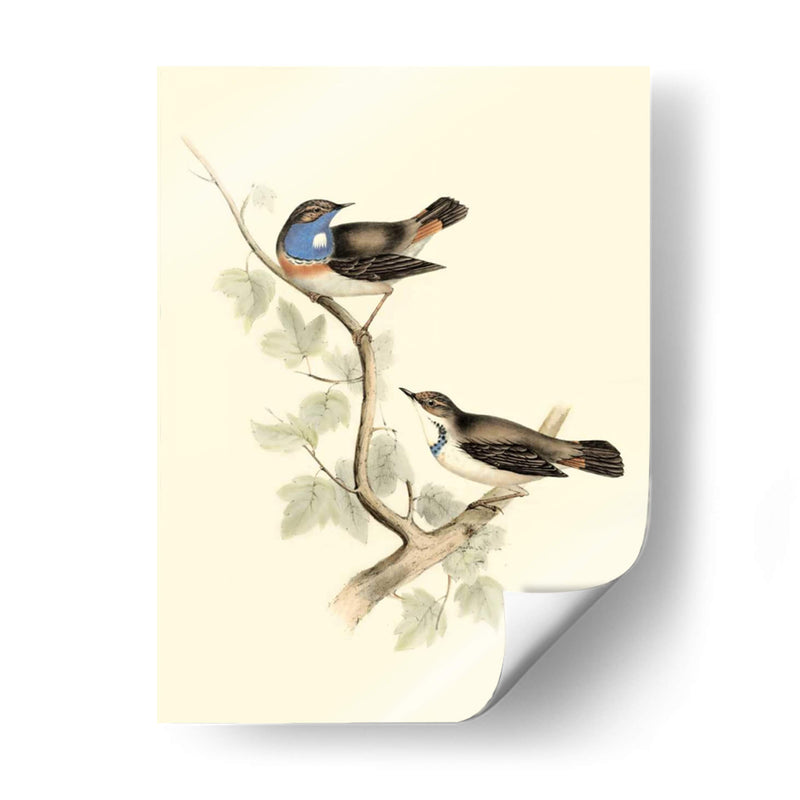 Goulds Curruca De Garganta Azul - John Gould | Cuadro decorativo de Canvas Lab