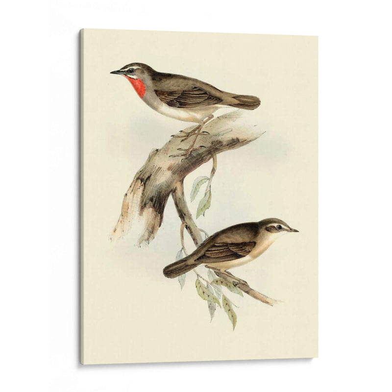 Goulds Gerget Warbler - John Gould | Cuadro decorativo de Canvas Lab