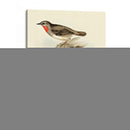 Goulds Gerget Warbler - John Gould | Cuadro decorativo de Canvas Lab