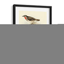 Goulds Gerget Warbler - John Gould | Cuadro decorativo de Canvas Lab
