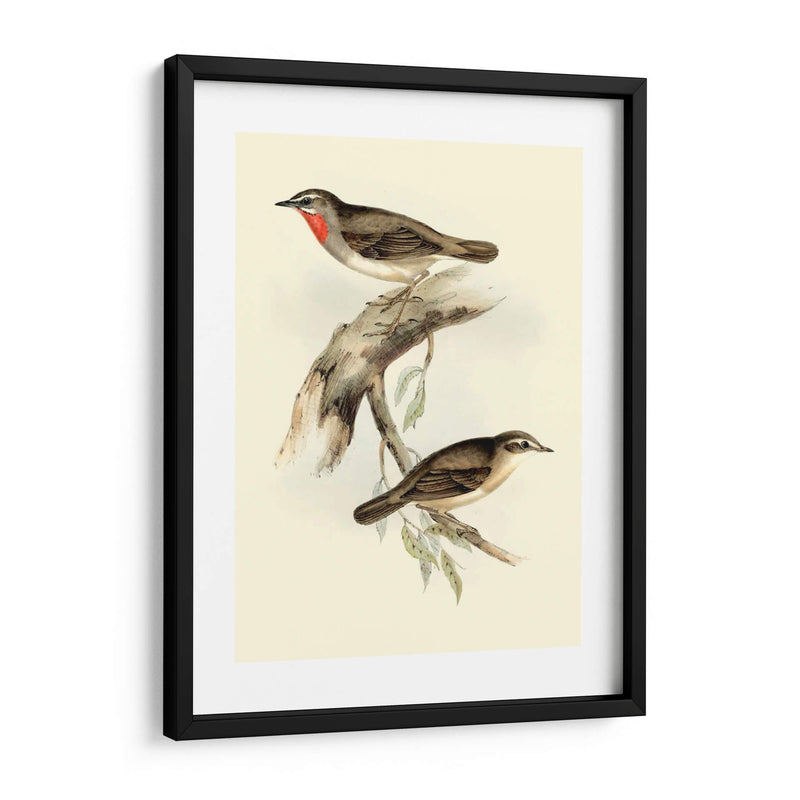 Goulds Gerget Warbler - John Gould | Cuadro decorativo de Canvas Lab