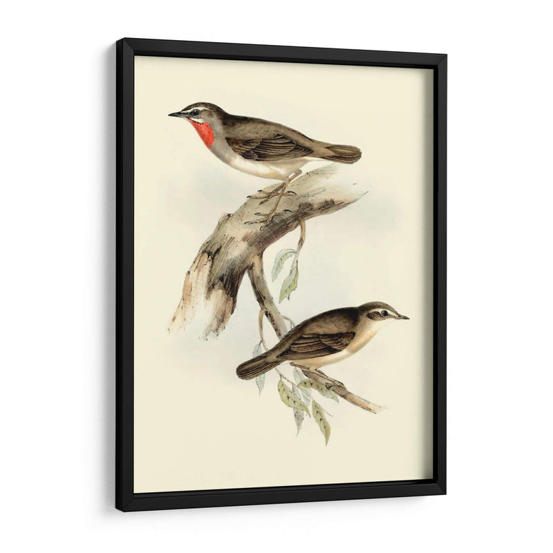 Goulds Gerget Warbler - John Gould | Cuadro decorativo de Canvas Lab