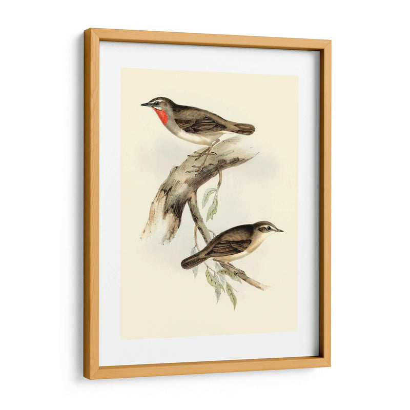 Goulds Gerget Warbler - John Gould | Cuadro decorativo de Canvas Lab