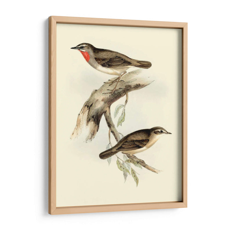 Goulds Gerget Warbler - John Gould | Cuadro decorativo de Canvas Lab