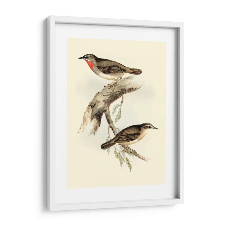 Goulds Gerget Warbler - John Gould | Cuadro decorativo de Canvas Lab