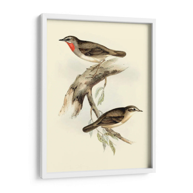 Goulds Gerget Warbler - John Gould | Cuadro decorativo de Canvas Lab