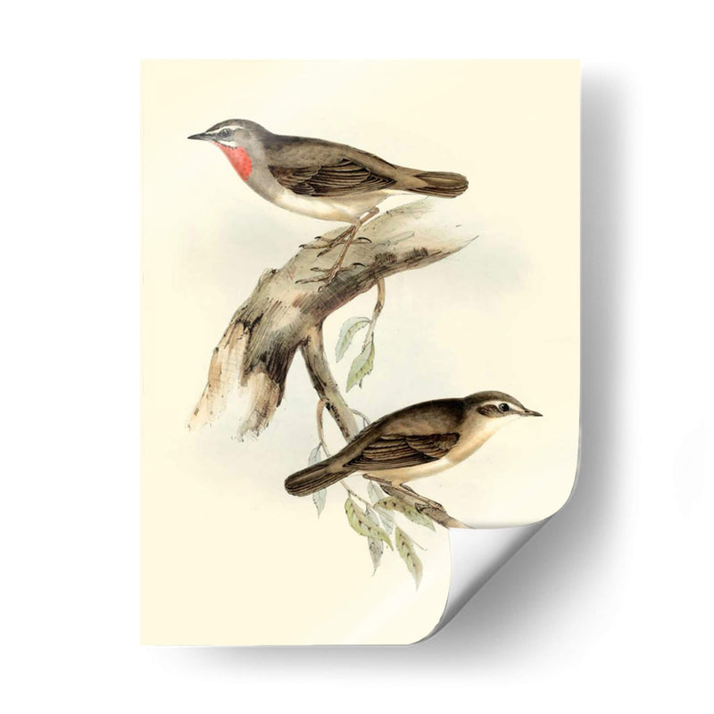 Goulds Gerget Warbler - John Gould | Cuadro decorativo de Canvas Lab