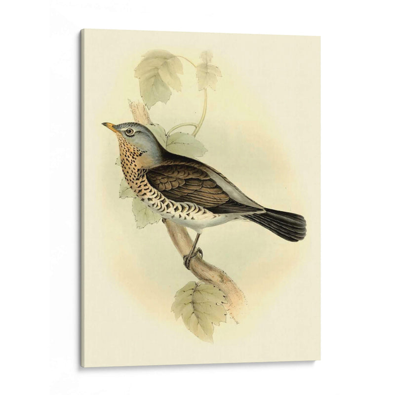 Fieldfare Goulds - John Gould | Cuadro decorativo de Canvas Lab