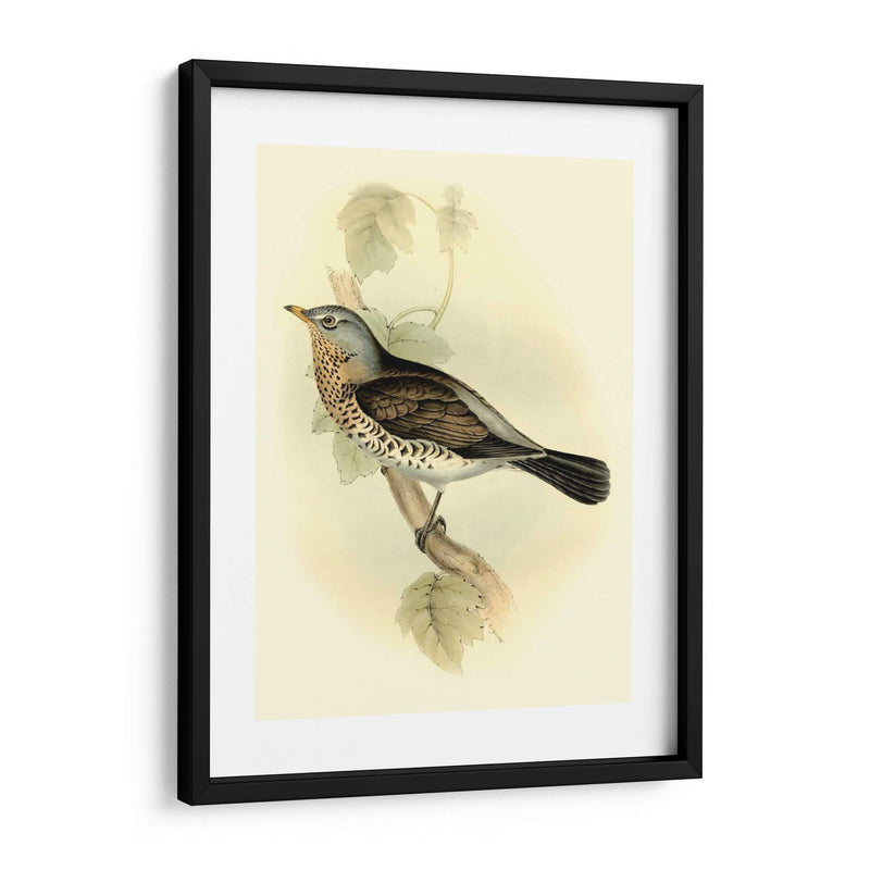 Fieldfare Goulds - John Gould | Cuadro decorativo de Canvas Lab